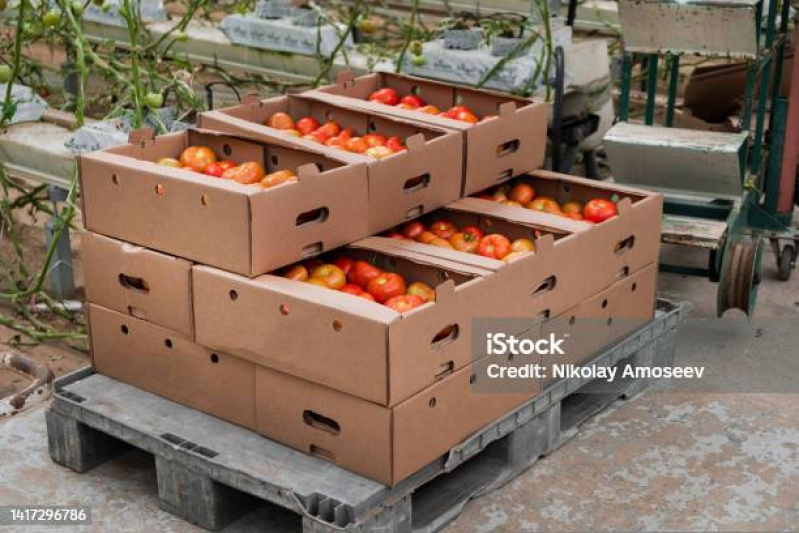 Caixa de Papelão para Legumes Valores Jardim Salessi - Embalagens de Papelão para Frutas